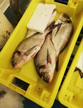 DORADE ROYAL 2/3 ET 3/4 PETIT BATEAU