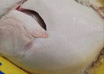TURBOT 2/3 PETIT BATEAU