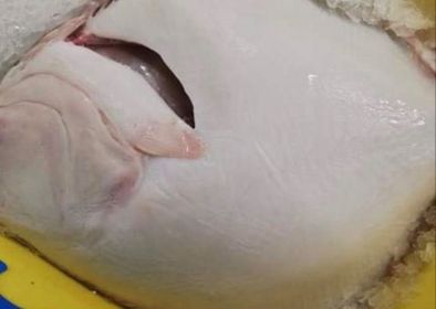 TURBOT 2/3 PETIT BATEAU